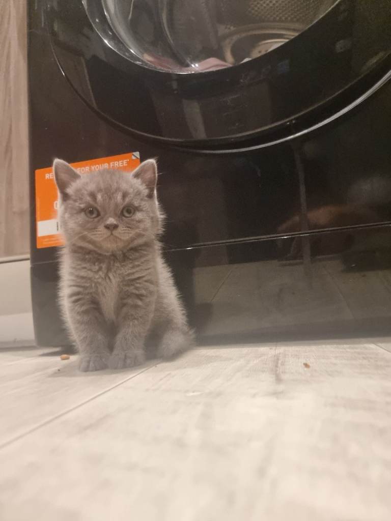 British shorthair kittens