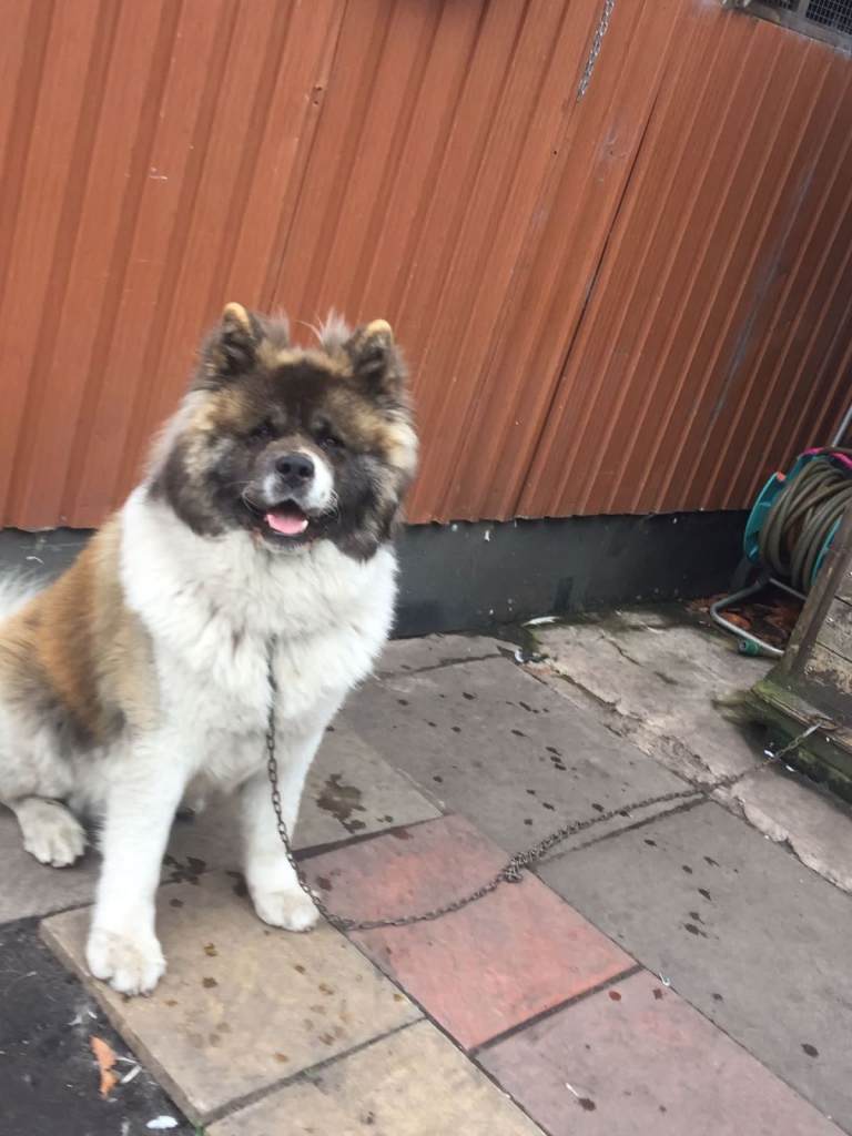 American Akita for sale 