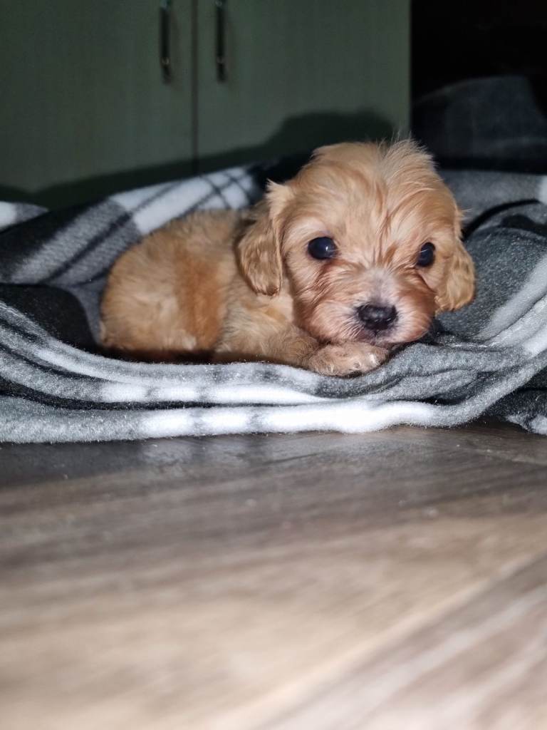 Small Poodle crossed king charles (cavapoo/cavadoodle )