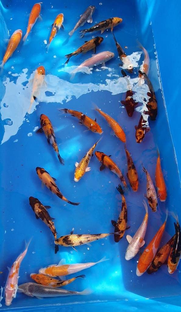 Koi pond fish 