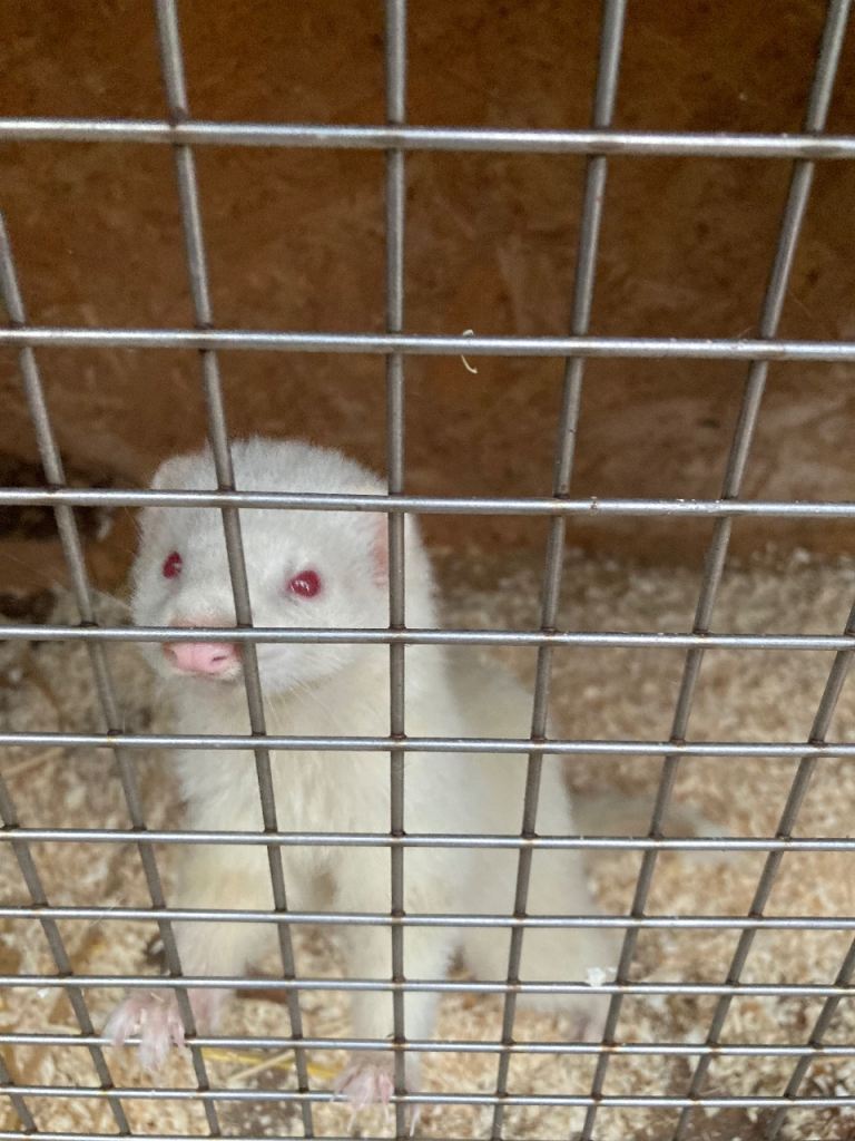 Ferret 