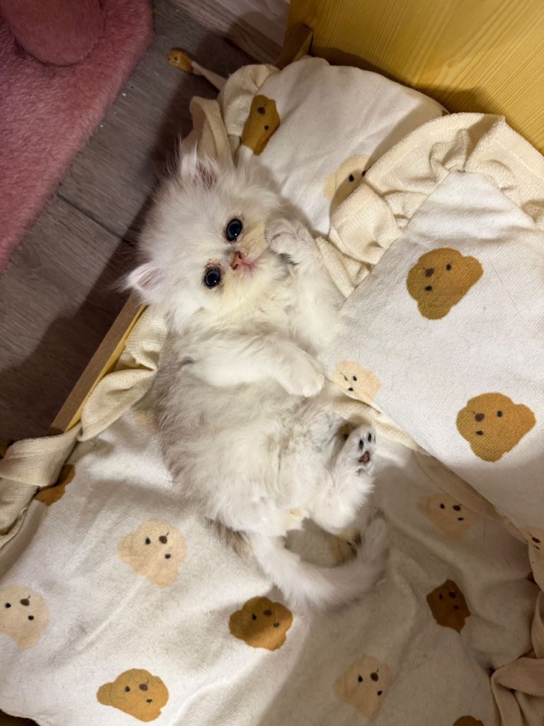 Beautiful persian kitten