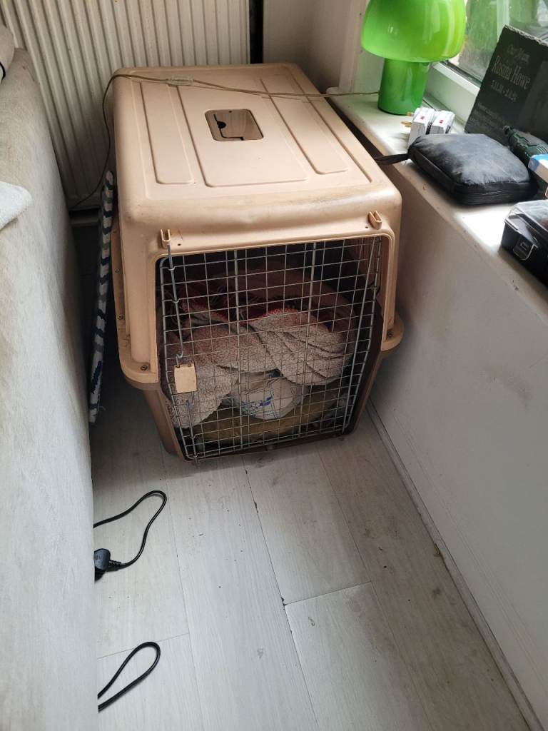 Large dog crate kennel