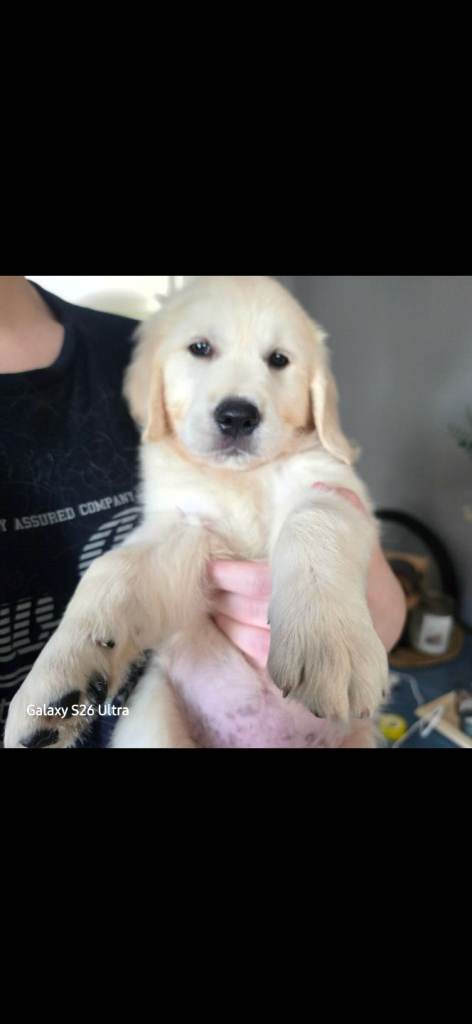 🐾 Beautiful Golden Retriever Puppies