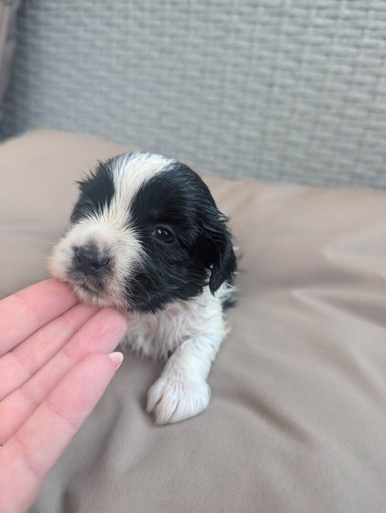 Cock-A-Tzu