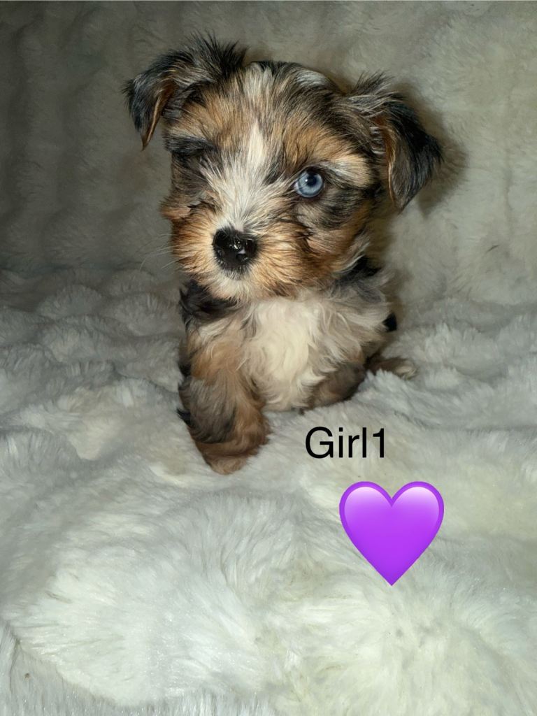 yorkshire terrier Mini