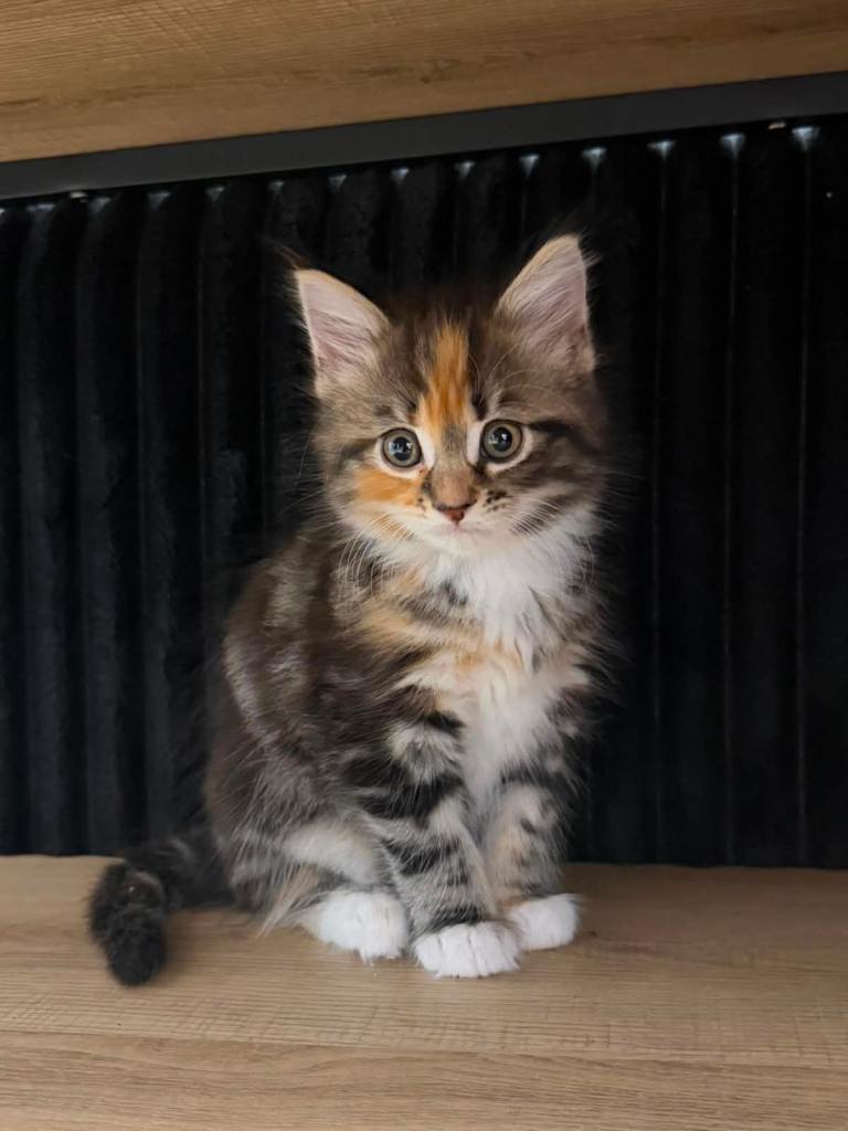 1 Female Kitten for Rehoming 