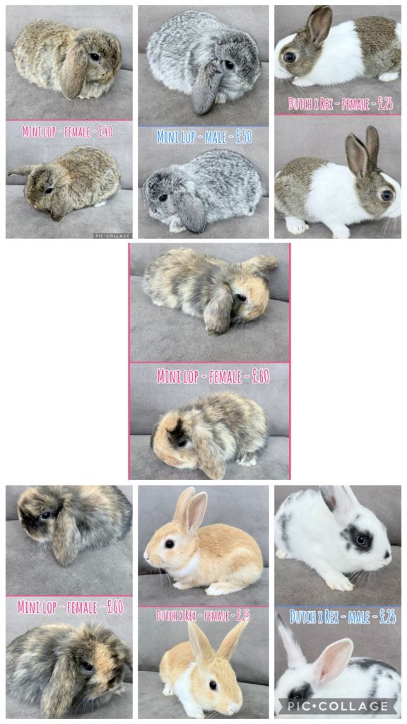 Rabbits Mini Lops & Dutch x Rex