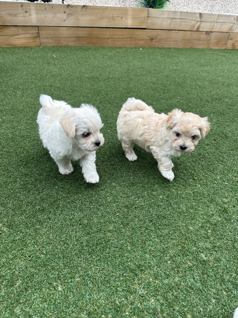 Maltipoo