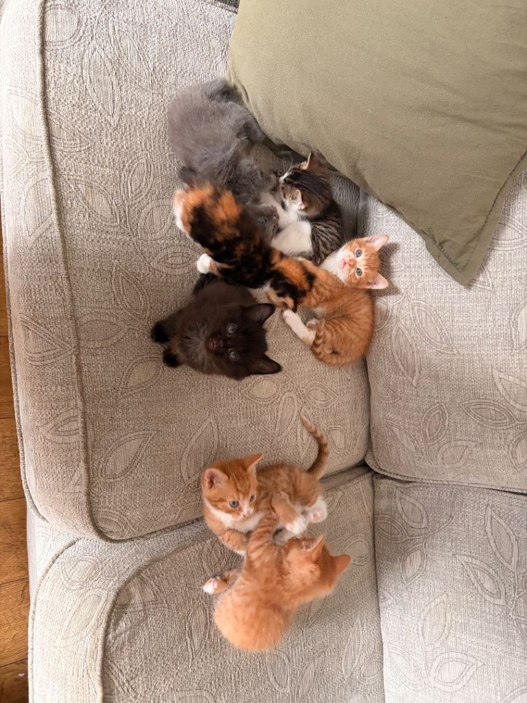 Cutest kittens 