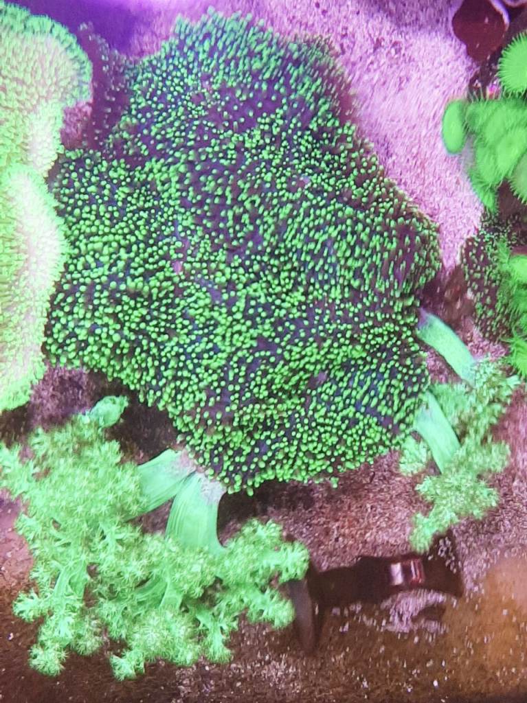 Fuzzy green mushrooms and toxic green kenya trees