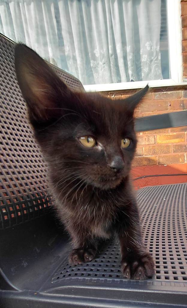 Mixed tabby long hair kittens. Male, black with red M mark on forhead left, ready to be rehomed.