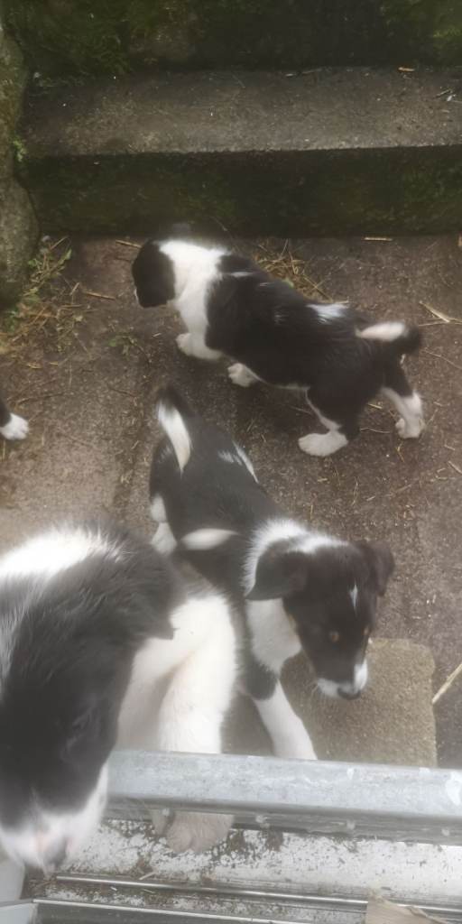 BORDER COLLIE PUPPIES 