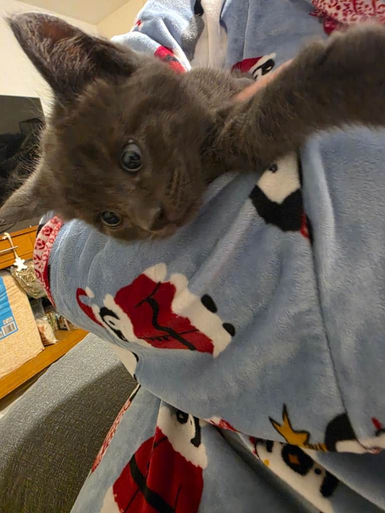 Kittens 