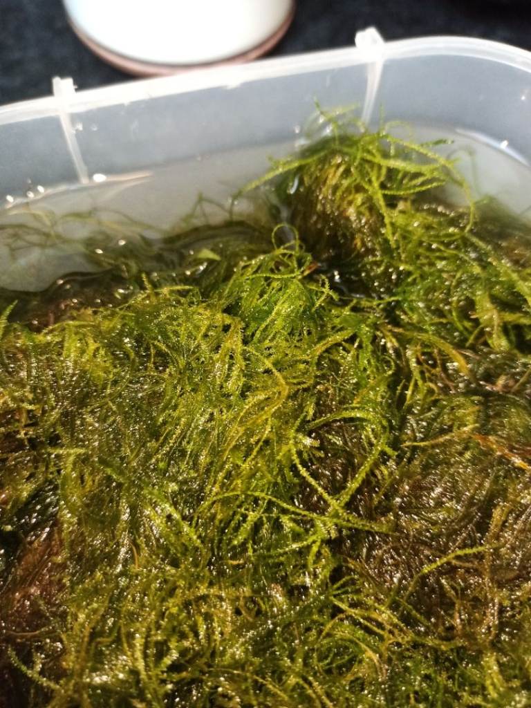 Large Portion of Healthy Aquarium Moss