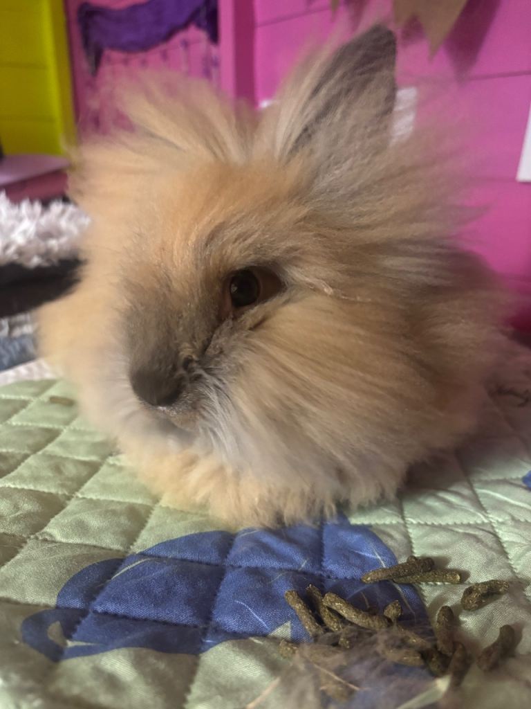 5 month old lion head boy 