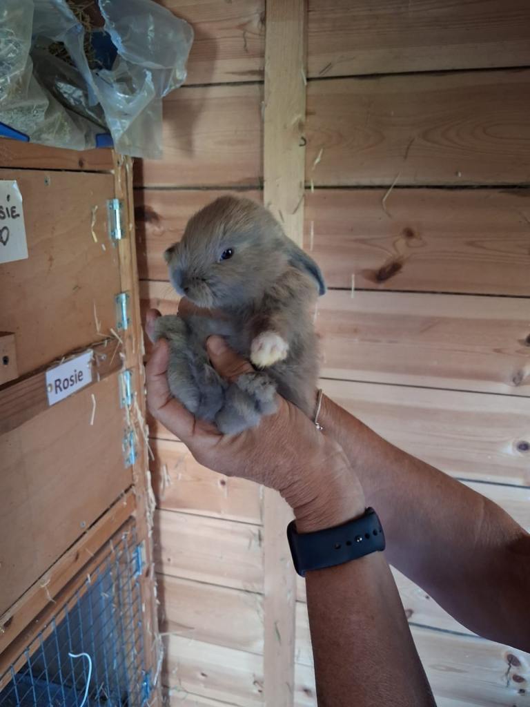 Beautiful mini lops 