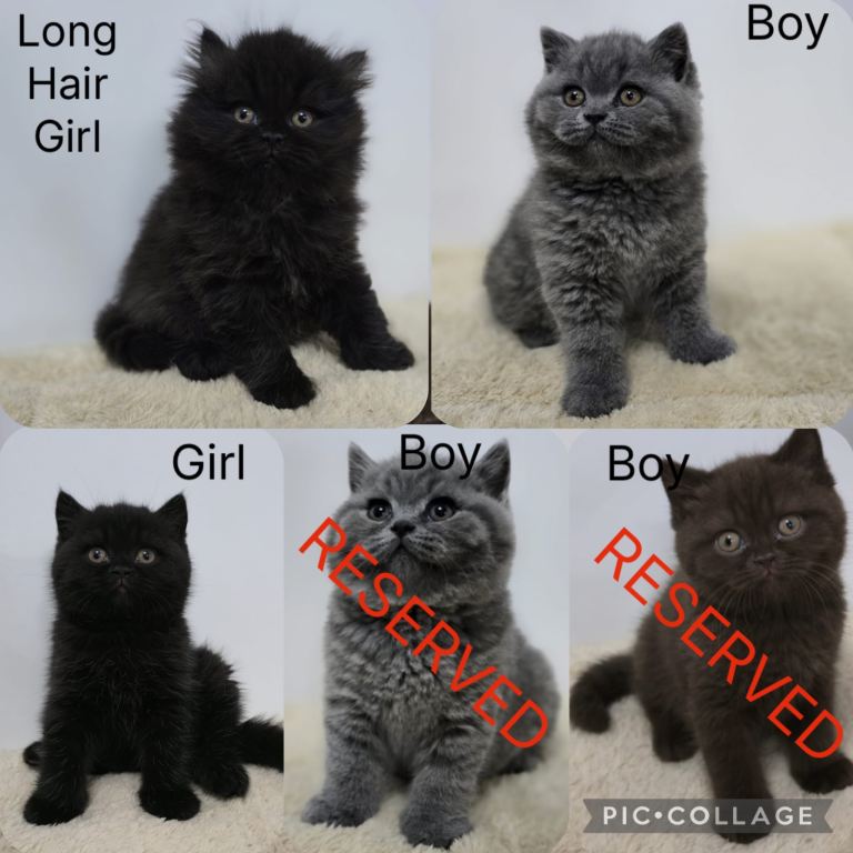 Gorgeous British Shorthair & Longhair Kittens