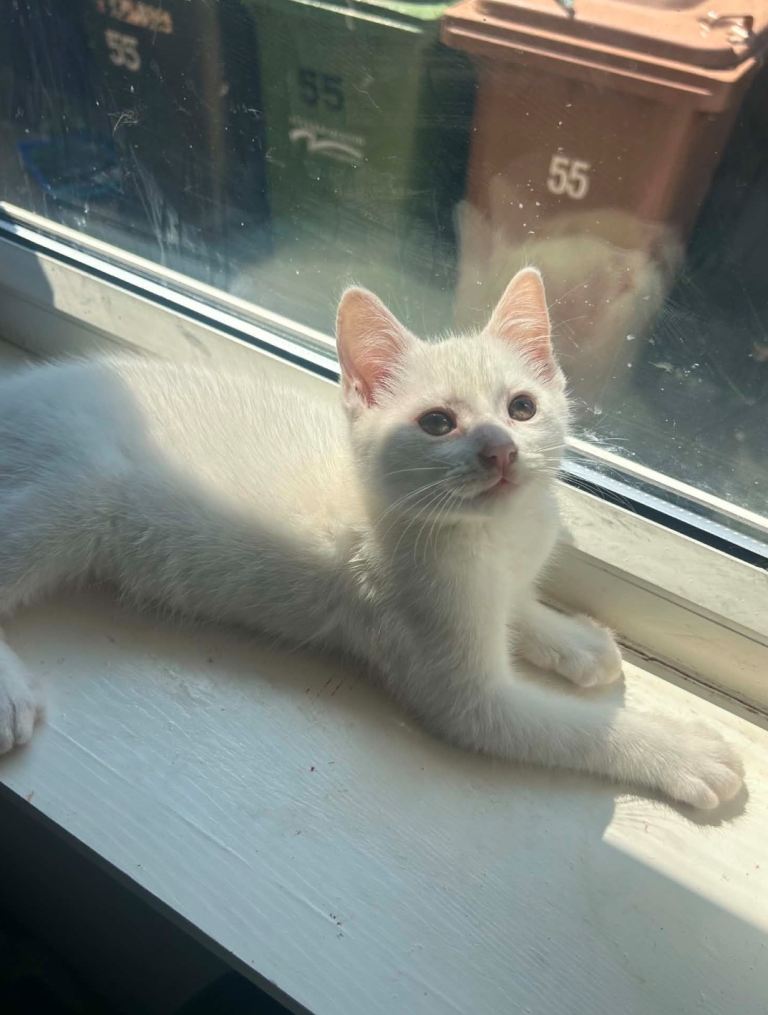 Beautiful kittens for sale - Urgent