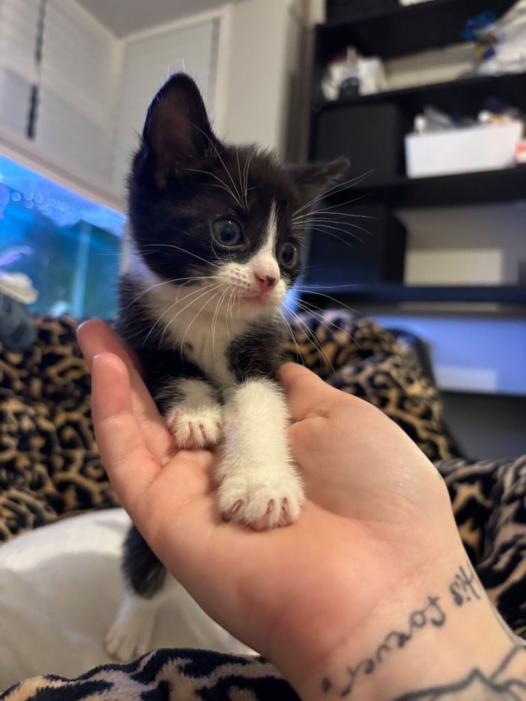 Kitten for sale 