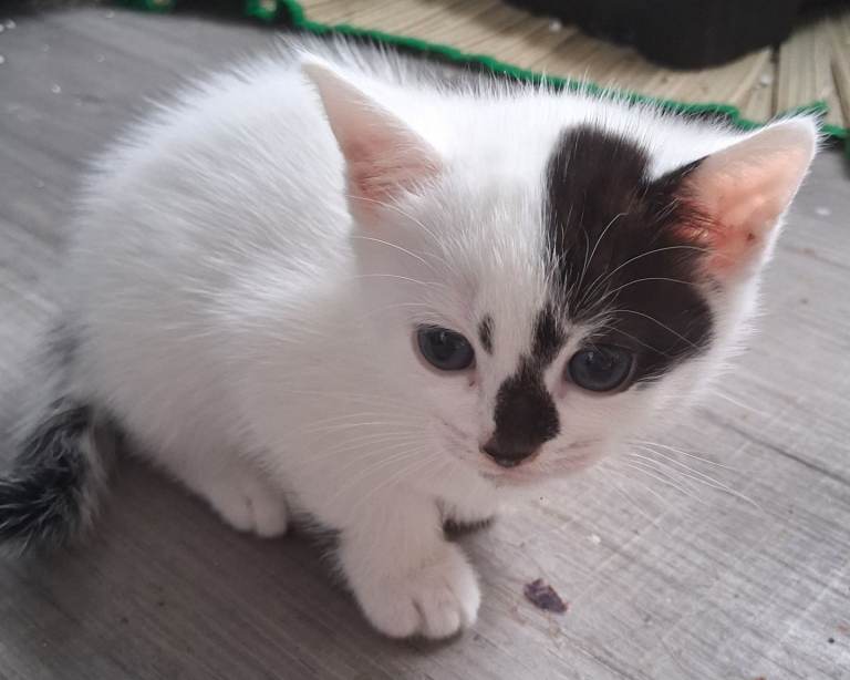 Adorable friendly Kittens