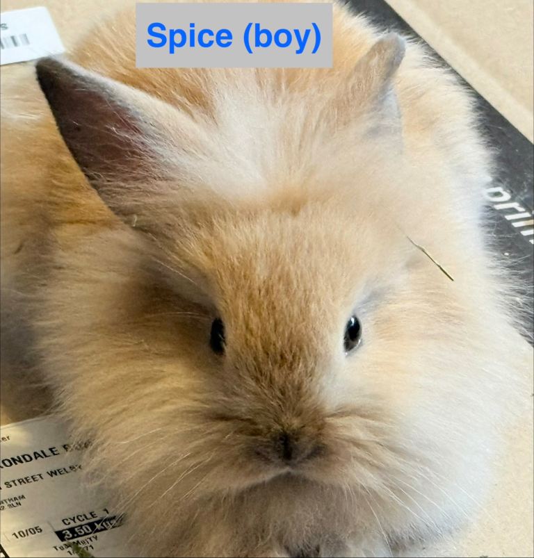 Double Maned Lionhead Babies 