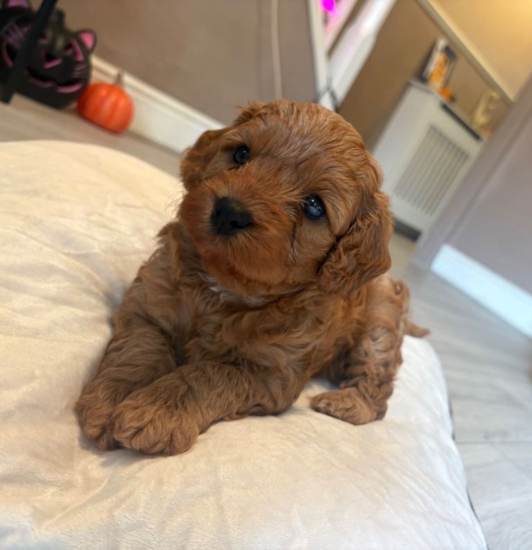Cavapoo puppies 