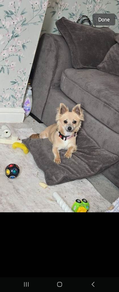 Female chihuahua 