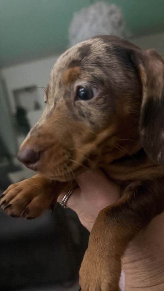 Exceptional KC Miniature Dachshund Boys 