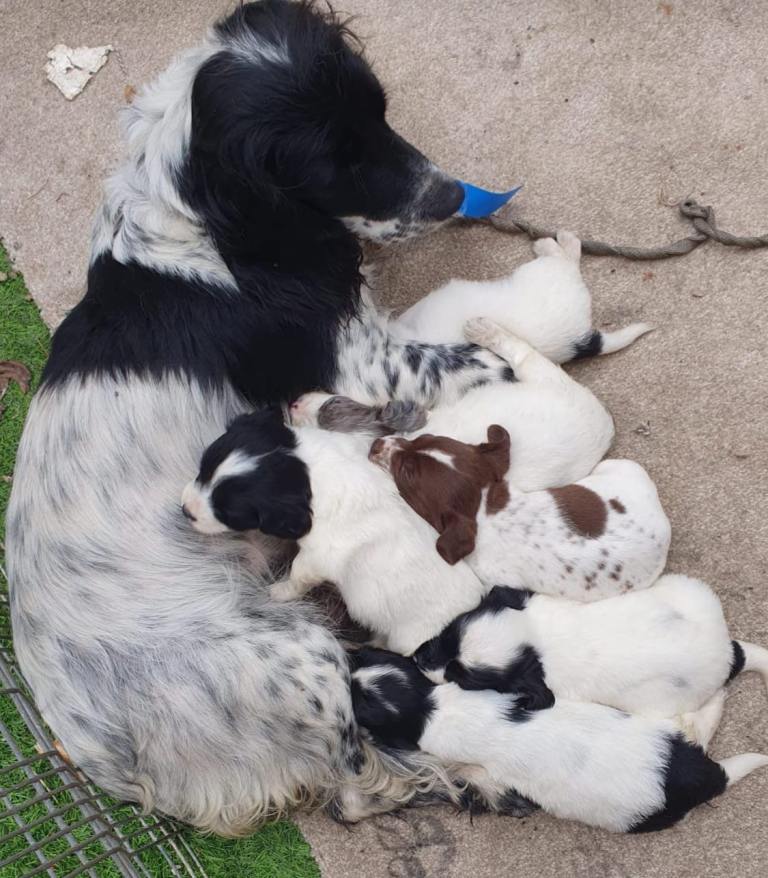 9 Cocker spaniel puppies 