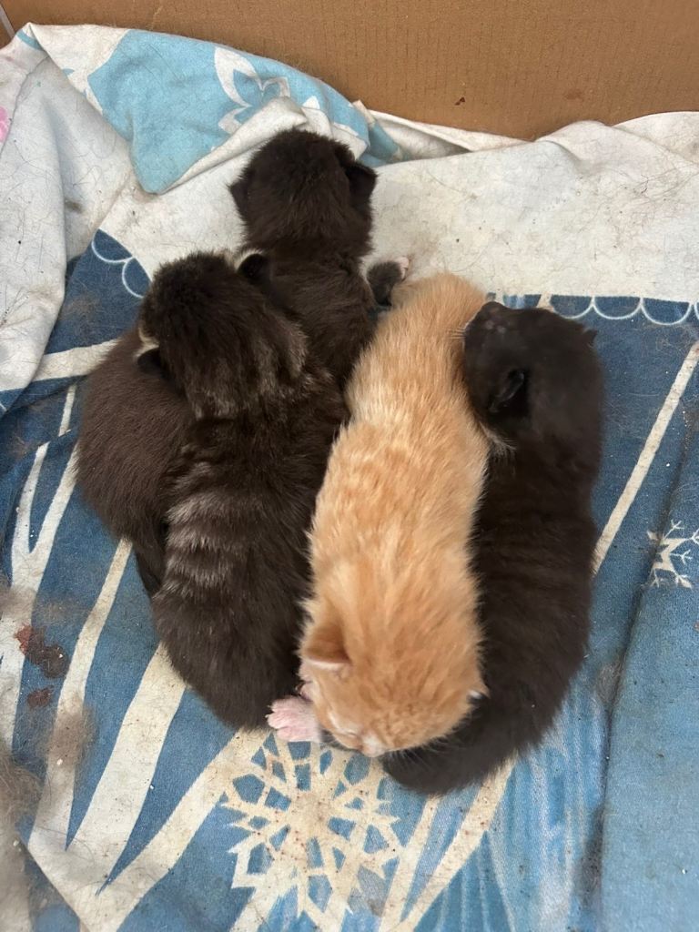 Kittens 
