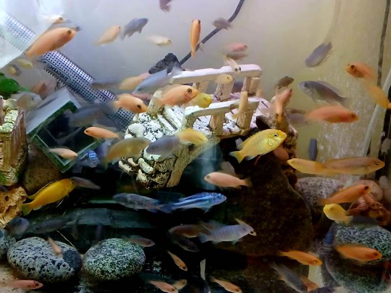 African Malawi Cichlids 