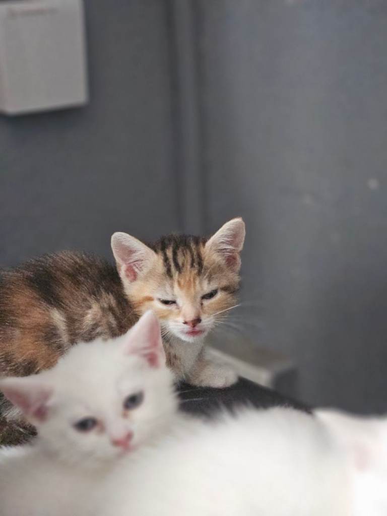 FOUR Cute White Kittens Ready for New Homes