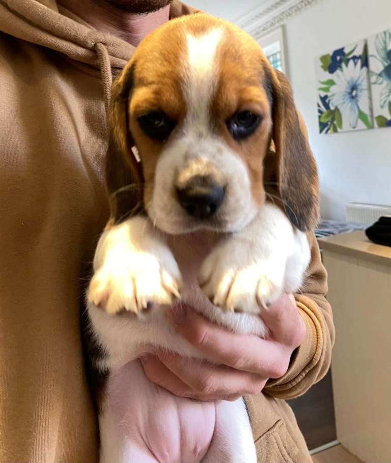 Beautiful chunky beagle puppies, 1xboy and 3xgirls remaining, ready to leave end of Feb '26