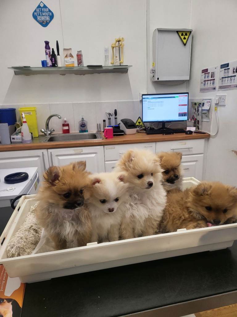 Beautiful pomeranian puppy ready to go