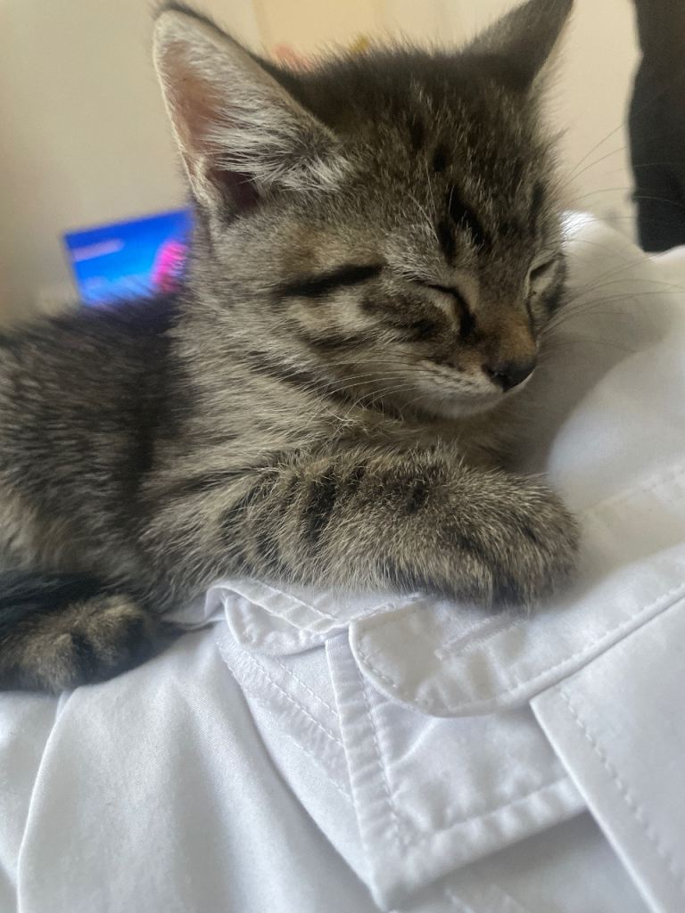 Gorgeous, Cuddly & Playful Kittens (Used to Young Children & Babies)