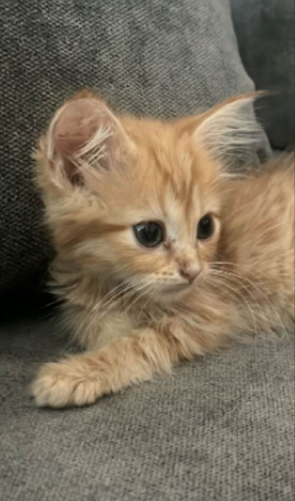 11 WEEK LONGHAIR GINGER BOY FOR SALE