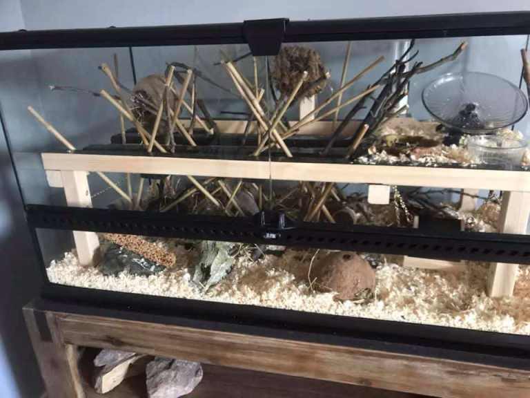 Eco terra terrarium 