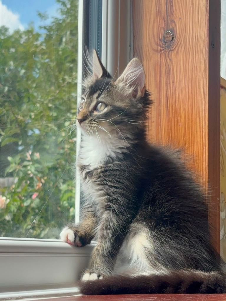 British longhair kitten 