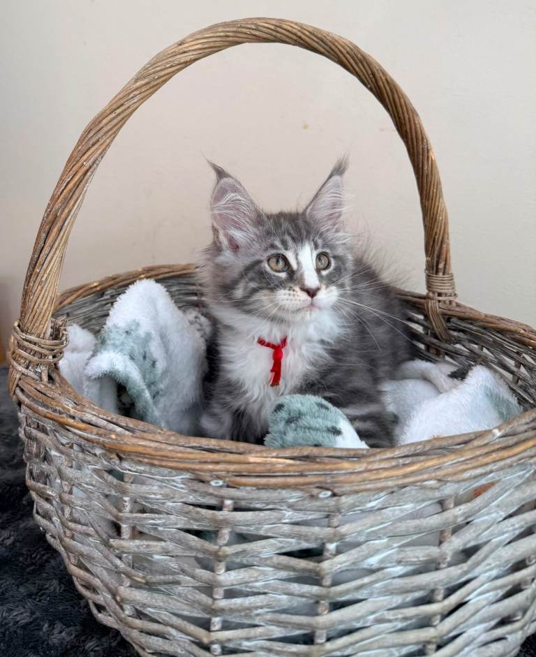 1 Beautiful full pedigree TICA registered Maine Coon kitten in Felixstowe