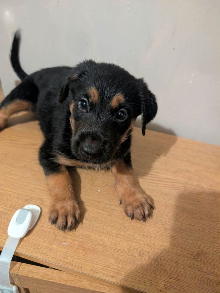 Rottweiler mixed puppy