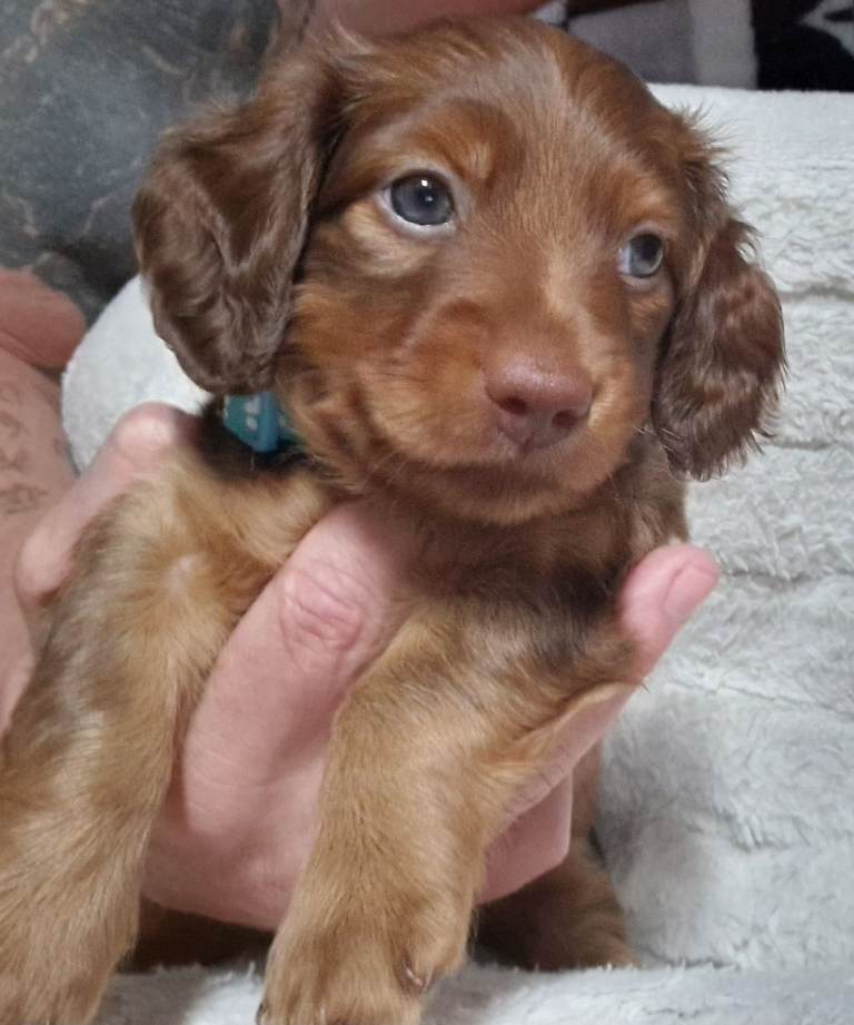 Daschunds puppies