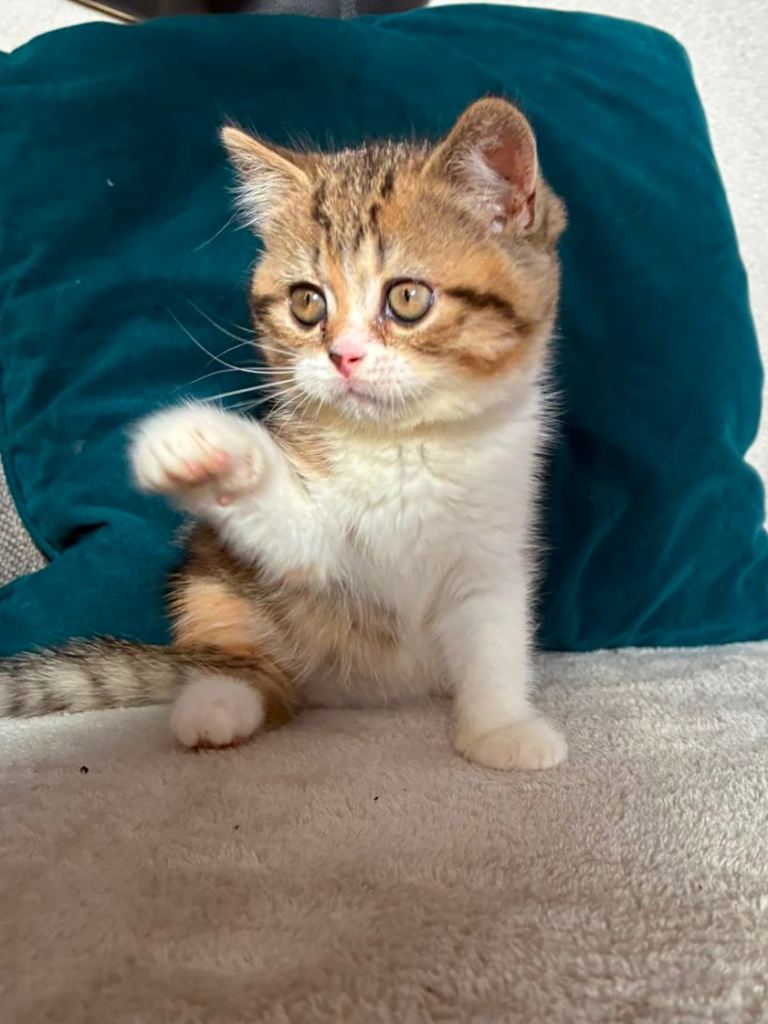 READY NOW 2 beautiful british shorthair girls 💕