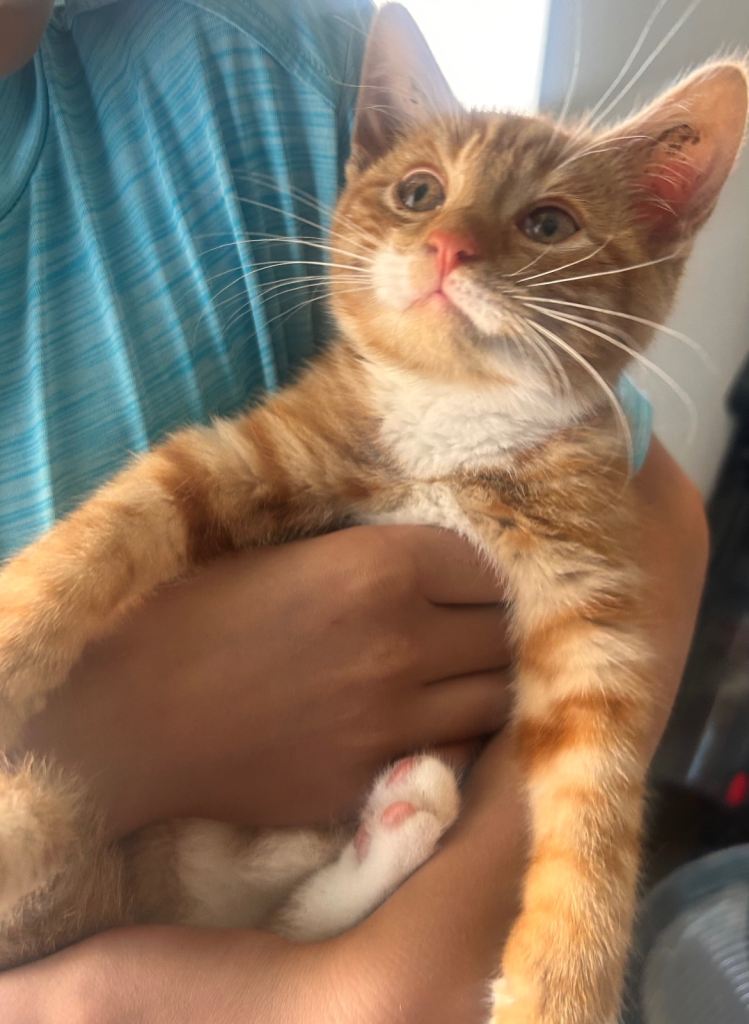 Ginger boy kitten