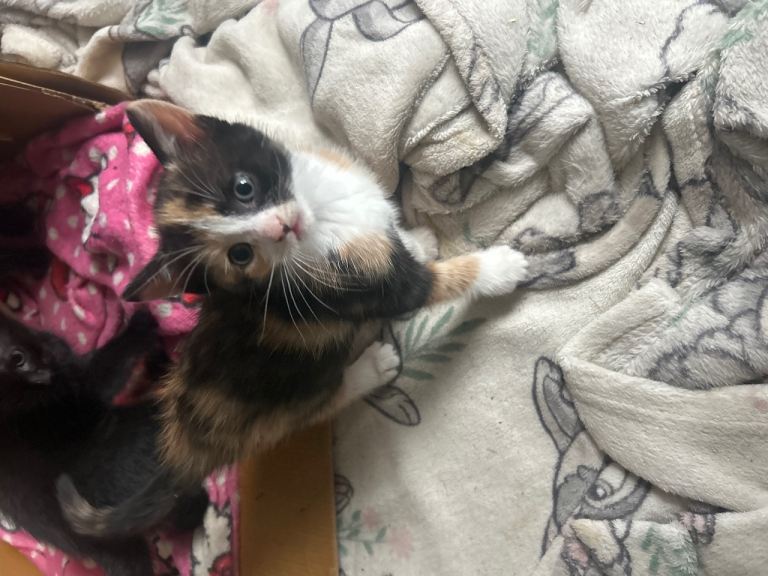 Kittens 