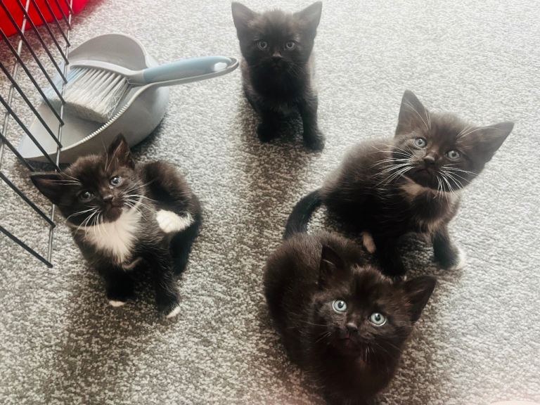 Kittens half Russian blue x1left..