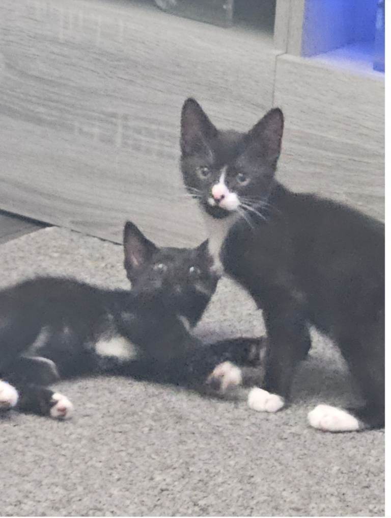 Kittens 