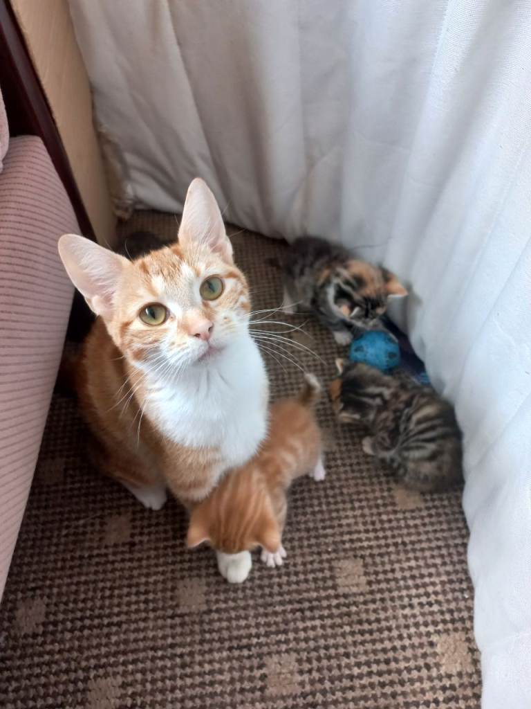 Kittens for reservation only – raised with mother