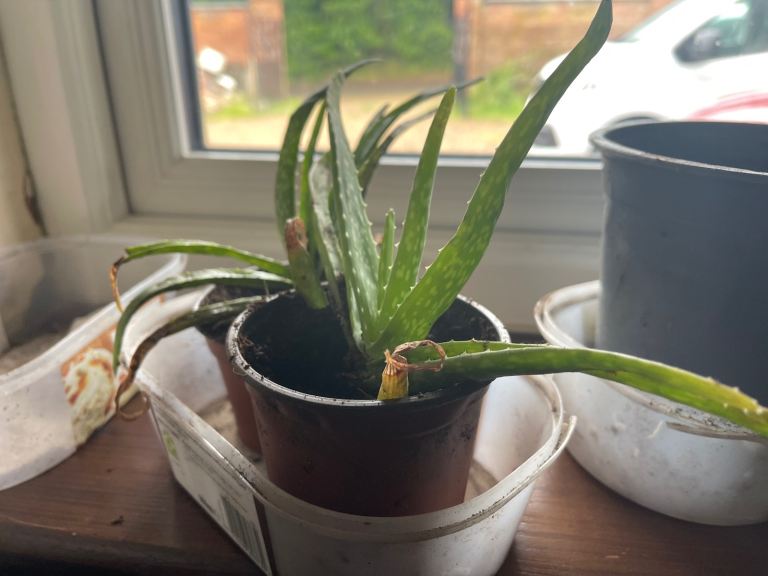 aloe vera