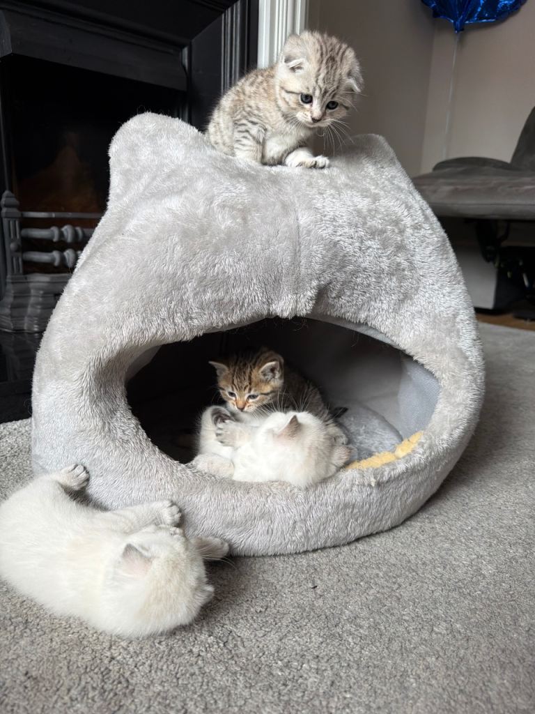 1/4 British long hair kittens